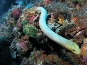 [Image: olive-sea-snake.jpg?w=300&amp;h=225]